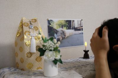 Get Respectful Removal of Your Loved Cat!