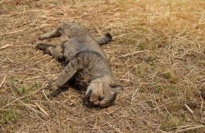 Reduce the Risk of Disease and Odors with Dead Cat Removal!