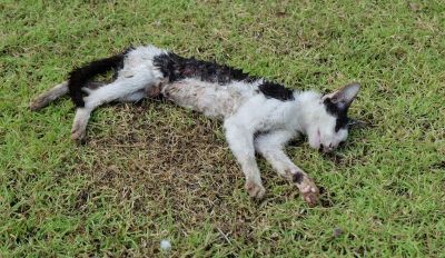 Remove the Dead Cat Safely and Cleanly!