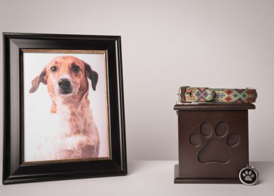 Dead Dog Removal Service