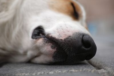 Prevent the Spread of Diseases by Removing a Dead Dog!