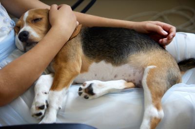 Remove a Loved Pet and Dispose of it Properly!