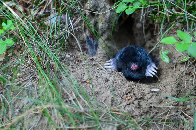 Mole Elimination