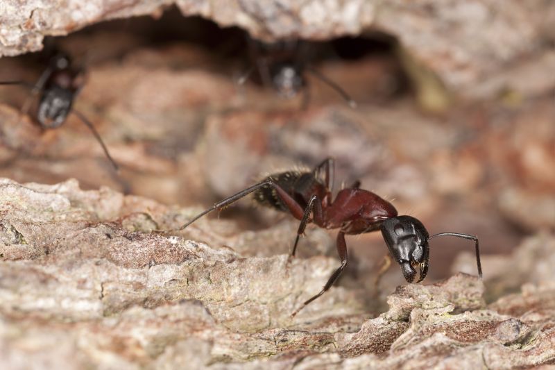 Carpenter Ant Extermination