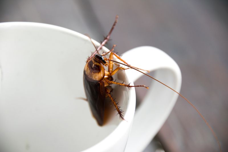 Eliminate Insects To Protect your Property