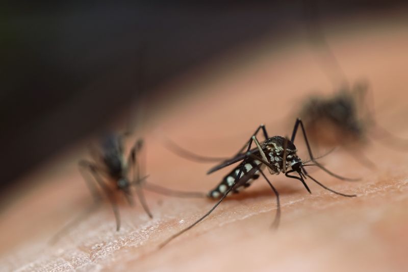 Exterminate Insects To Enhance Comfort and Safety
