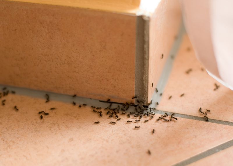 Prevent Future Infestations With Professional Extermination Service