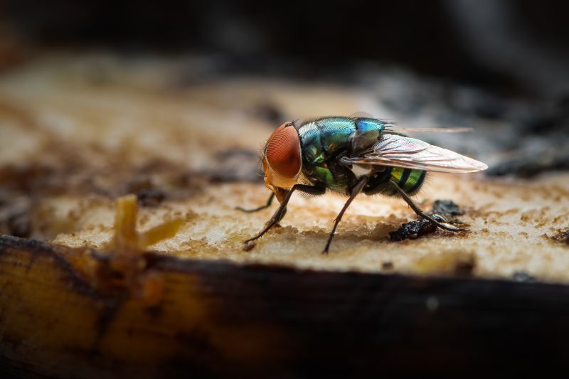 Protect Your Health With Professional Insect Extermination