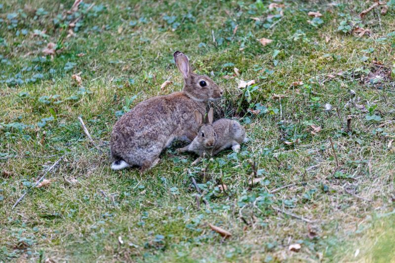 Rabbit Extermination