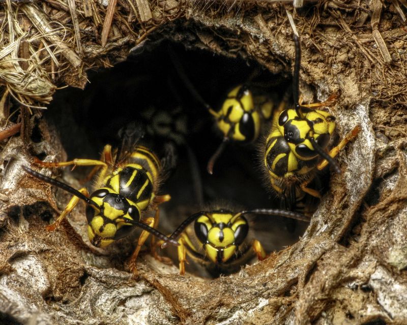 Yellowjacket Elimination