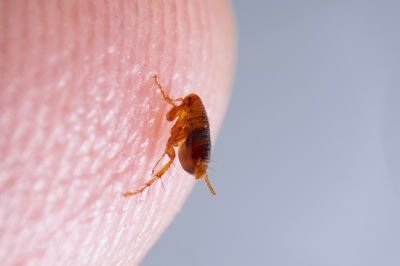 Avoid Itchy and Annoying Flea Bites By Getting a Professional Extermination!