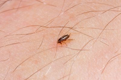 Prevent the Return of Fleas with Flea Pest Control Services!