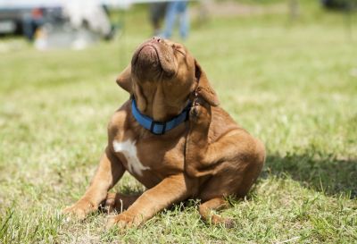 Fleas Cause Itching and Discomfort!
