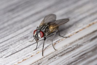 Commercial Flies Control