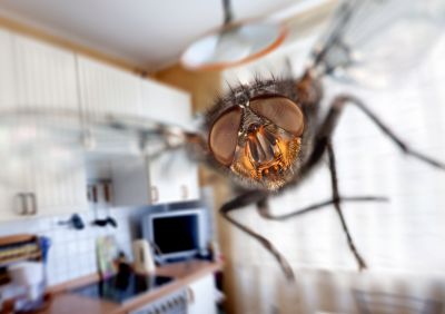 Flies Control, Scorpion Control, North Carolina