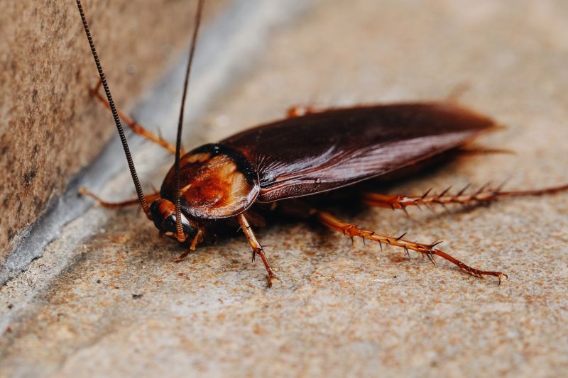 Commercial Roach Pest Control