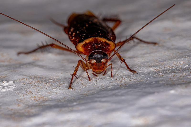 Roach Control Service