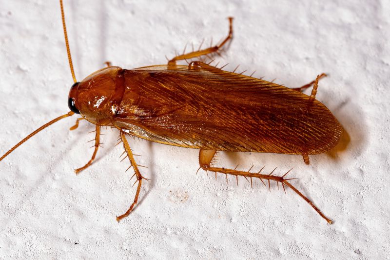 Commercial Roach Pest Control