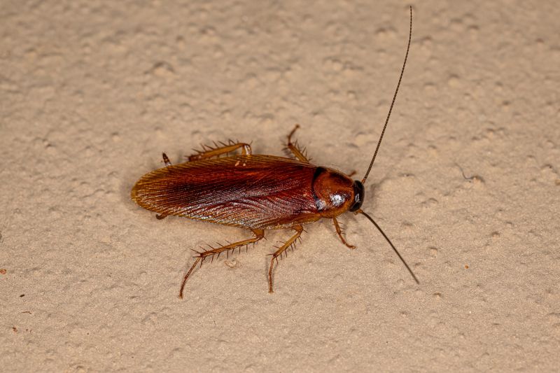 Commercial Roaches Pest Control