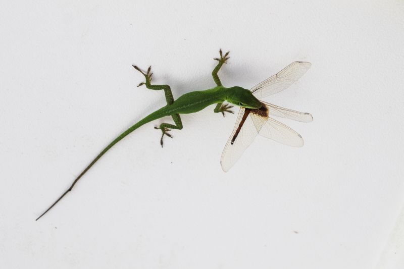Effectively Remove Lizard Infestations By Getting Professional Trapping!