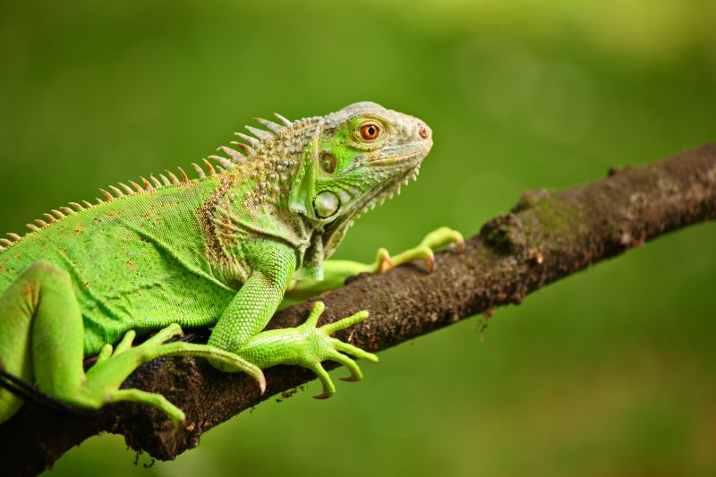 Get Professional Lizard Trapping Service To Prevent Property Damage!