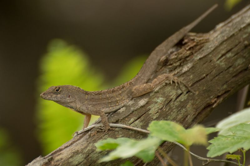 Get Professional Lizard Trapping Service To Restore Peace of Mind!