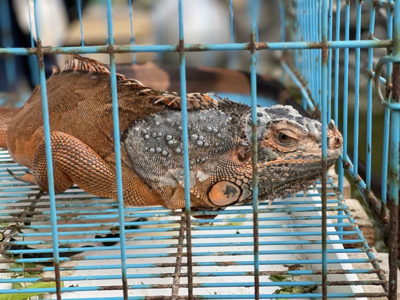 Lizard Trapping