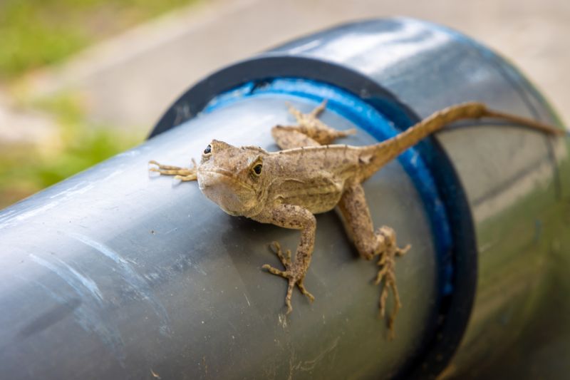 Minimize Health Risks By Getting Professional Lizard Trapping Service!