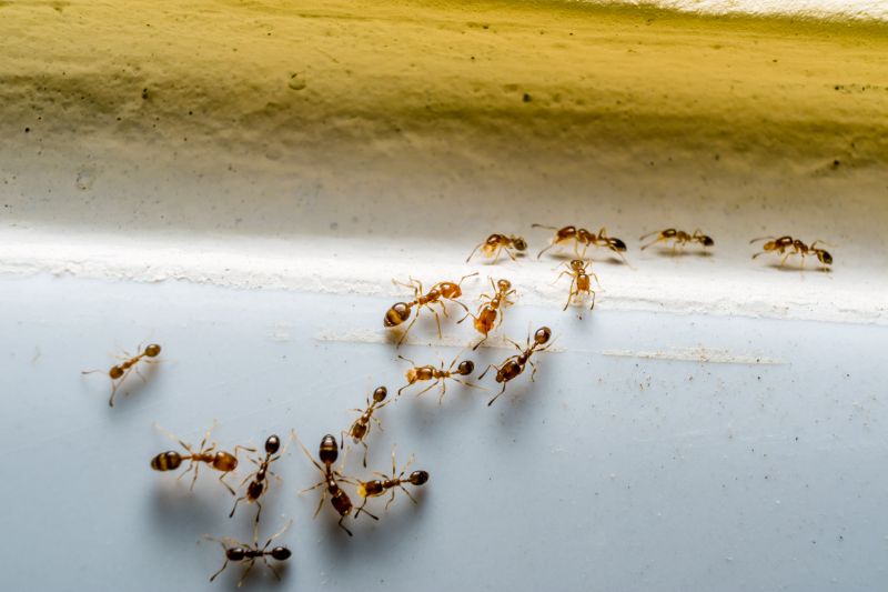 Ants Extermination Service in Rockwall, TX