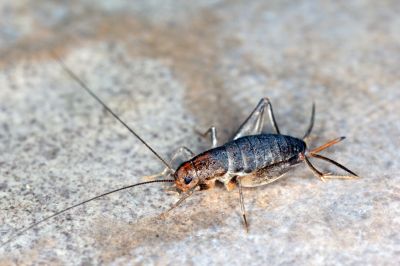 Cricket Control Service in Rockwall, TX