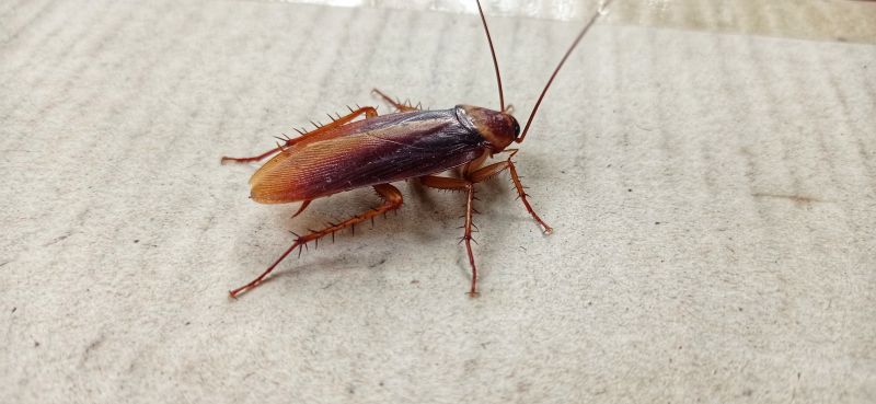 How Roaches Enter Buildings And Spread Quickly