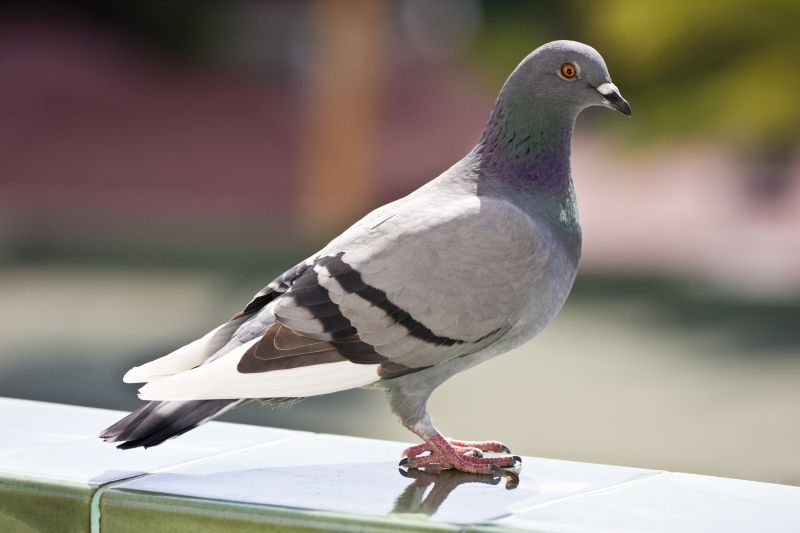Pigeon Removal