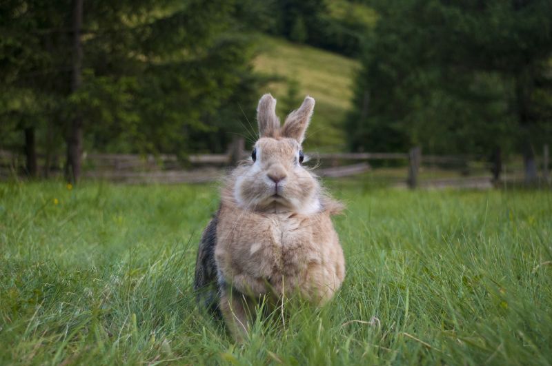 Rabbit Control
