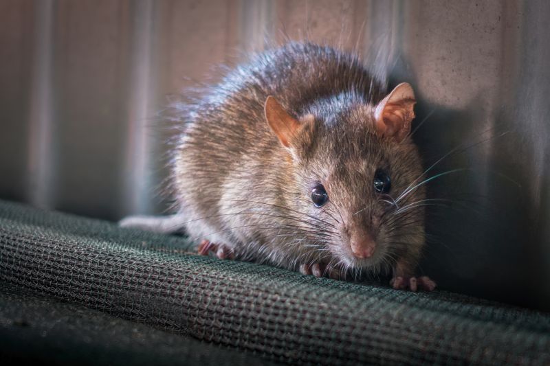 Safe, Targeted Rodent Removal
