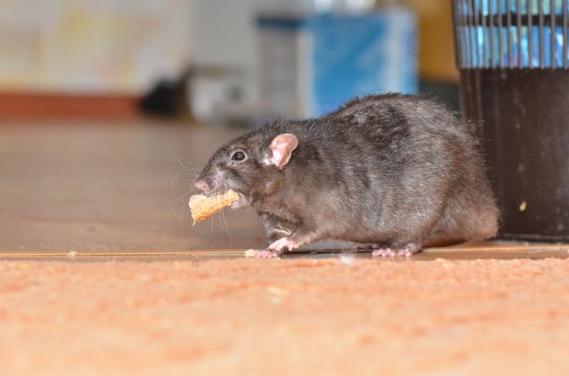 Rodent Removal