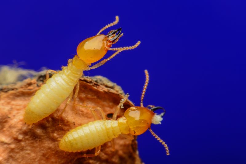 Commercial Termite Prevention in Frisco, TX