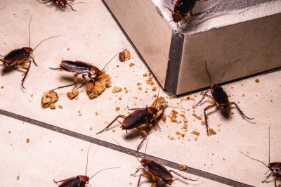 Insect Control