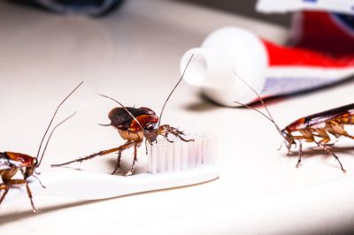 Prevent The Spread of Illnesses and Disease With Professional insect Control!