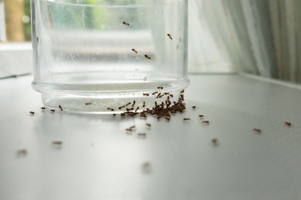 Ant Control