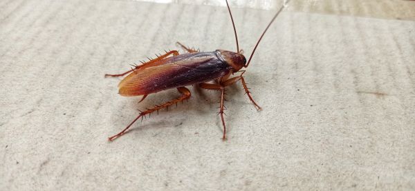 Commercial Roach Control