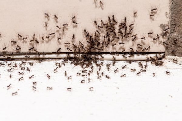 Commercial Ants Pest Control