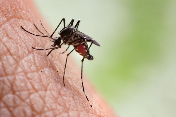 Mosquito Control Service