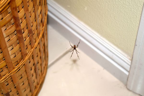 Commercial Spider Control, Scorpion Control, Alabama