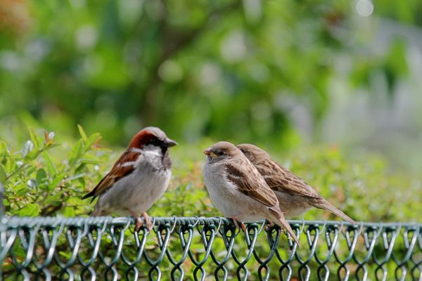 Bird Removal