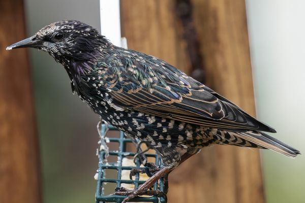 Bird Control Service