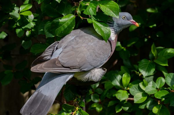 Types Of Bird Pest Control