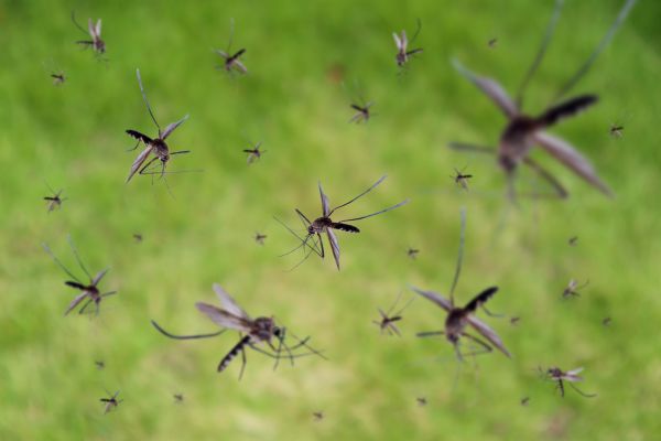 Commercial Mosquito Control, Scorpion Control, North Carolina