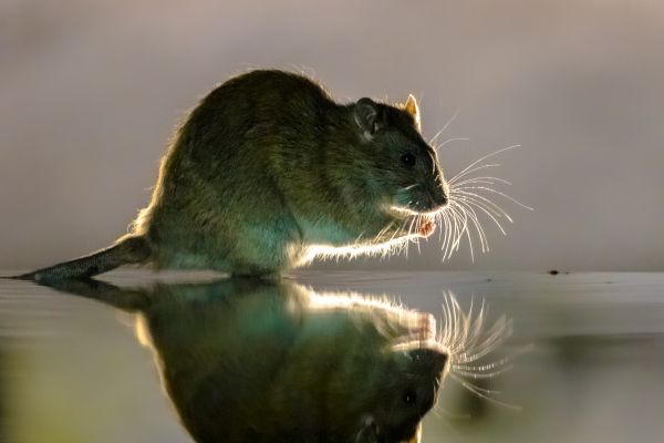 Commercial Rodent Removal