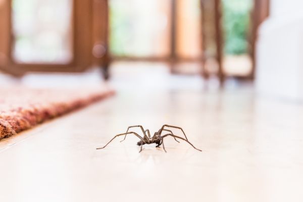 Commercial Spiders Pest Control