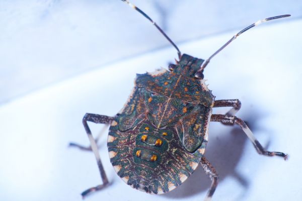 Commercial Stinkbugs Pest Control